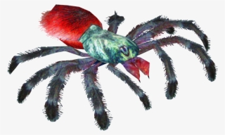 Antilles Pinktoe Tarantula #8880066