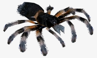 Mexican Red Knee Tarantula #8880143