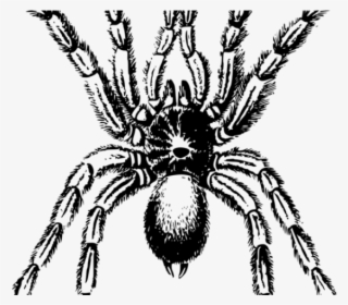 Tarantula Clipart Black And White #8880325