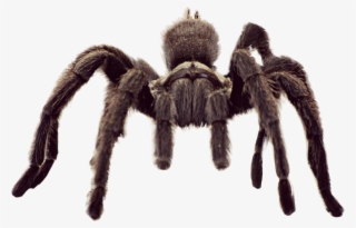 Scanimal Sticker - Tarantula Spider #8880366