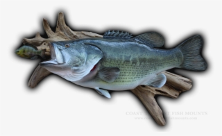 24 1/2\ - Bass #8881351