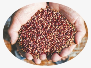 Sorghum Threshing Machine Rice Thresh Machine For Sale - 高粱 種子 #8881570