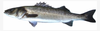 Sea Bass #8881657
