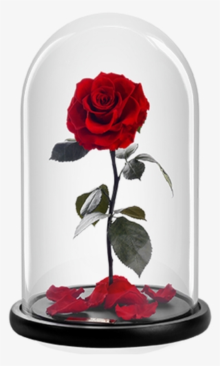 The Bella Rose - Garden Roses #8881969