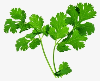 Parsley Clipart Transparent - Herbs Png #8883175