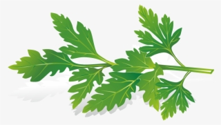 Planting Clipart Herb - Free Herb Vector #8883295