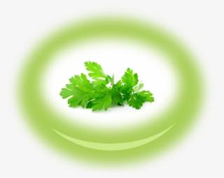 Zoom Zoom Image - Parsley #8883618