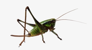 Locust #8884005