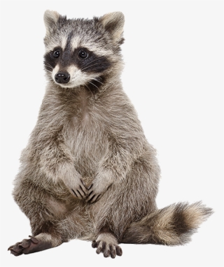 Raccoon Stock #8884633