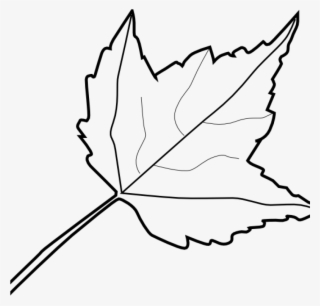 Leaf Outline Images Maple Leaf Outline Clip Art At - Leaf Clipart Black And White Png #8885660