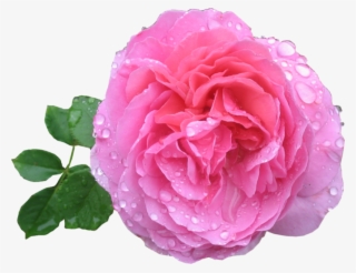 Pink Rose Png Hd - Rose Png Hd #8886909