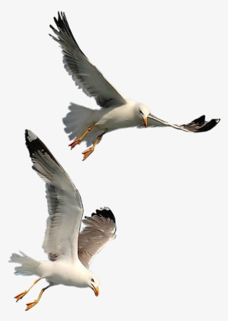 Seagulls - Seagulls Flying Png #8887400 Seagulls - Seagulls Flying Png #8887400