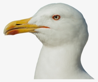 Seagull Head Transparent #8887579 Seagull Head Transparent #8887579