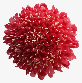 Flores Png #8887863