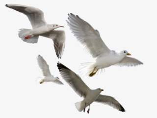 Ftestickers Sticker - 3d Birds Png #8887892