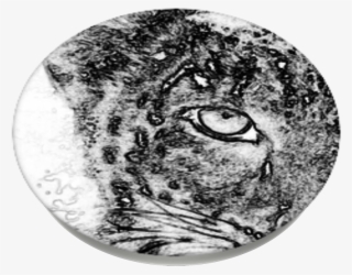 Cats Eyes, Popsockets - Sketch #8888226