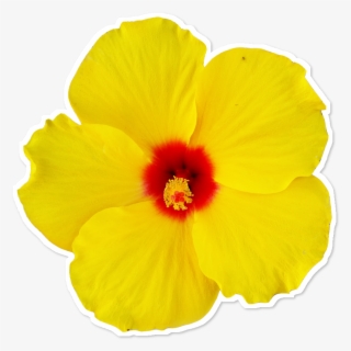Adesivo Flor Minha De Matheus Torrezan Colab - Hawaiian Hibiscus #8888380