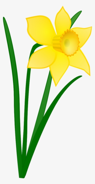 Flor - Daffodil Clipart #8888781