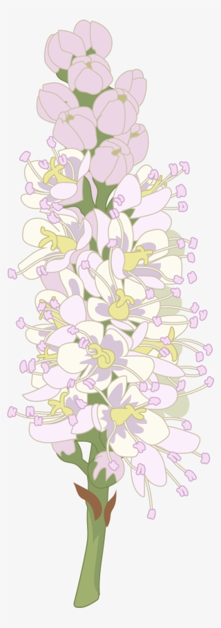 Tarajal - Orchid #8888917