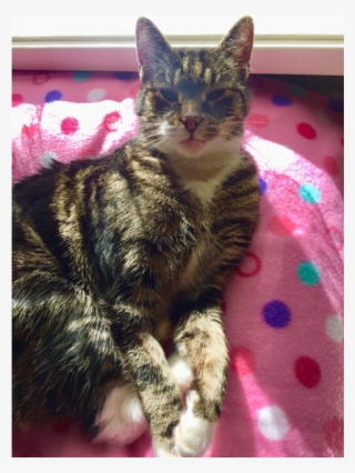 Photo Of Benji Meet Me At Neko Hq In Preston - Arabian Mau #8889215