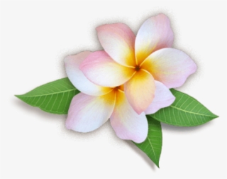 Plumeria Clipart Transparent Background - Flowers Images Hd Png #8889608