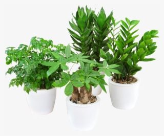Rich Bamboo Water Hydroponics Plant Azalea Flower Big - Flowerpot #8893341