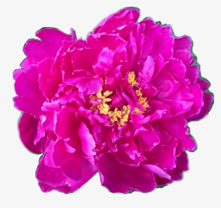 Flower Floral Peony Peonies Fuschia Yellow Pink Petalsf - Common Peony #8894987