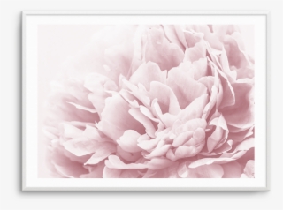 Peony In Bloom Ii Peony In Bloom Ii - Art #8895071 Peony In Bloom Ii Peony In Bloom Ii - Art #8895071