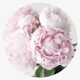 Peonies - Common Peony #8895512