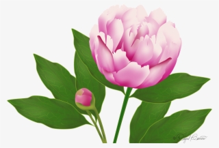 Wordpress Website Blog Peony - Wild Peony #8895694
