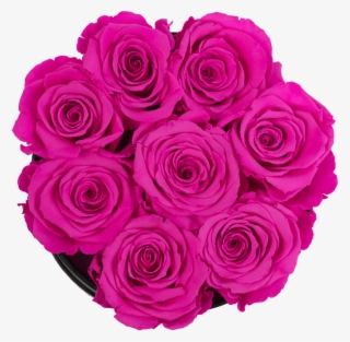 Purple And Pink Roses - Floribunda #8895765