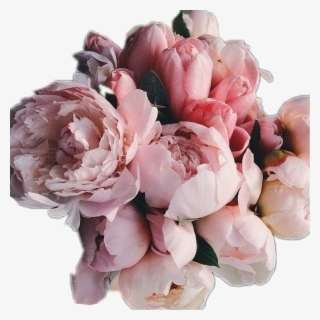 Peonies Sticker - Piones Flowers #8895777