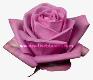 Lavender Roses - Garden Roses #8895951