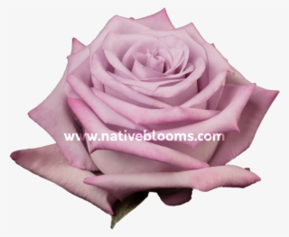 Ocean Song Roses - Garden Roses #8896194