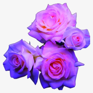 Blue And Pink Roses - Aesthetic Tumblr Flower Png #8896231