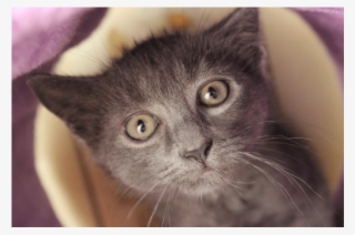 Photo Of Ewok Nk2795 - Domestic Short-haired Cat #8897627