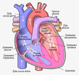 Diagram Of The Human Heart Pl - Heart Diagram #8897675