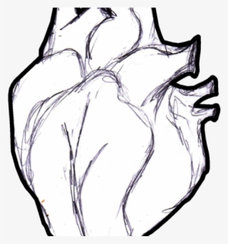 Drawn Ocean Anatomical Heart - Раскраска Сердце Человека #8898441