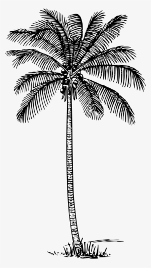 How To Set Use Coconut Palm Clipart #890341