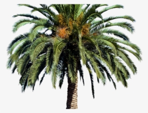 Date Palm Clipart Tropical Tree - Date Palm Tree Png #890344