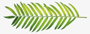 Clipart Resolution 1566*624 - Palm Leaf Watercolor Png #890497