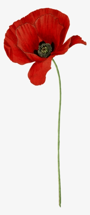 Poppy Long Stem Transparent Png - Transparent Background Poppy Transparent #890526