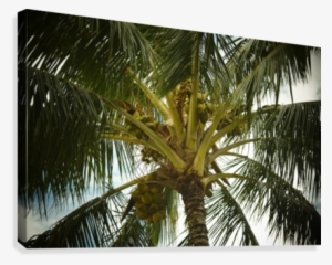 Coconut Palm Canvas Print - Coconut #890568