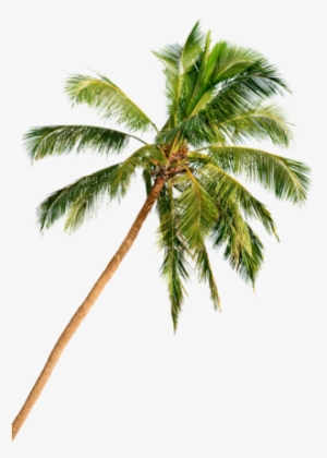Day In Delray Beach Palm Tree - Palm Tree Beach Png Hd #890587