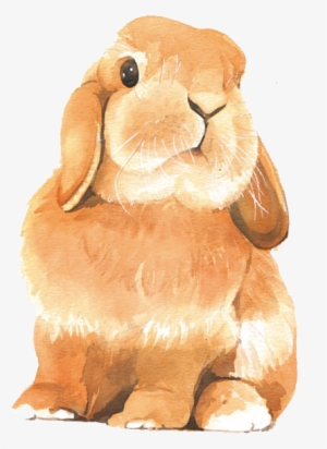 Picture Library Stock Watercolor Painting Colored Rabbit - Rabbit Drawing Colour #890732