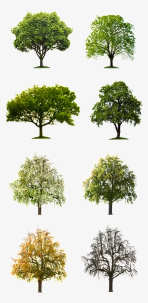 Free Buckle Tree Vector - Se Queres Ser Lembrado Após A Morte, Faça Um Testamento #890736