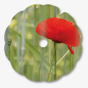 Zoom - Herbaceous Plant #890763