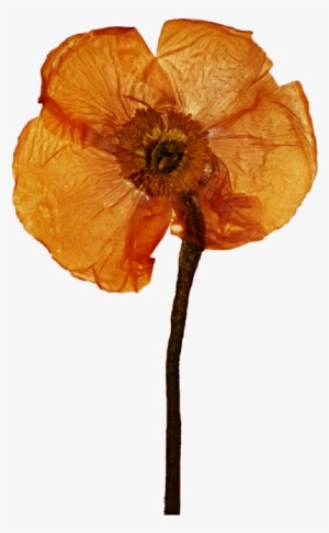 Free Download Pressed Poppy Flower Clipart Poppy Clip #890907 Free Download Pressed Poppy Flower Clipart Poppy Clip #890907