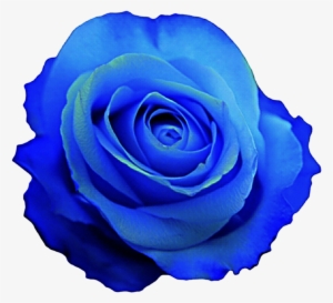 Blue Rose Clipart - Blue Rose Clip Art #891957
