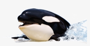 Killer Whale - Mammifère Marin #892753